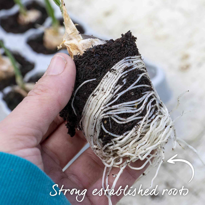 Autumn Planting Pre-Rooted Garlic 'Rhapsody Wight'
