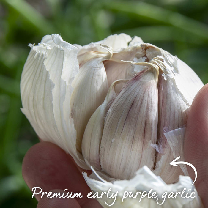 Autumn Planting Pre-Rooted Garlic 'Rhapsody Wight'