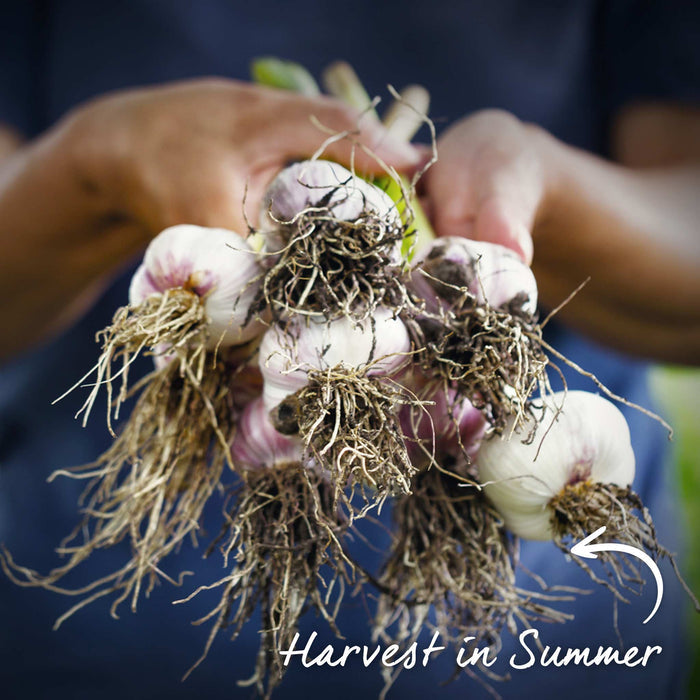 Autumn Planting Pre-Rooted Garlic 'Rhapsody Wight'