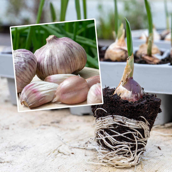 Autumn Planting Pre-Rooted Garlic 'Rose Wight'