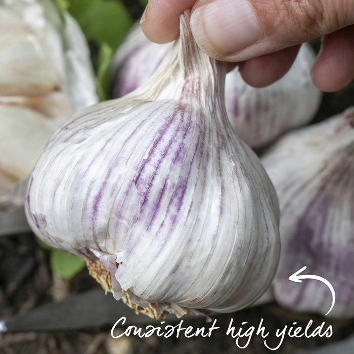 Garlic 'Rose Wight' - 12 Pre-Rooted Sets