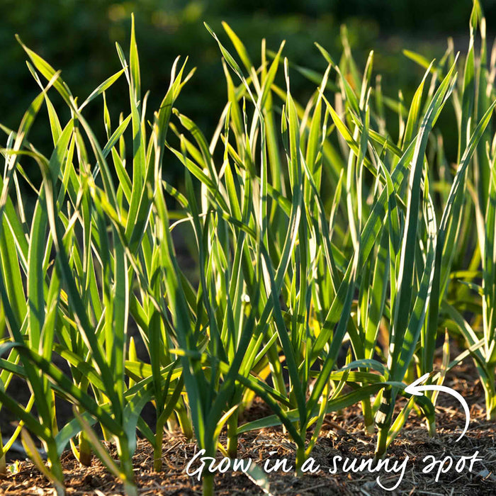 Garlic 'Rose Wight' - 12 Pre-Rooted Sets