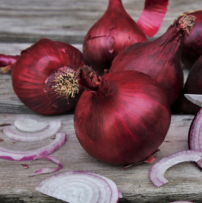 Autumn Planting Pre-Rooted Onion 'Red Baron'