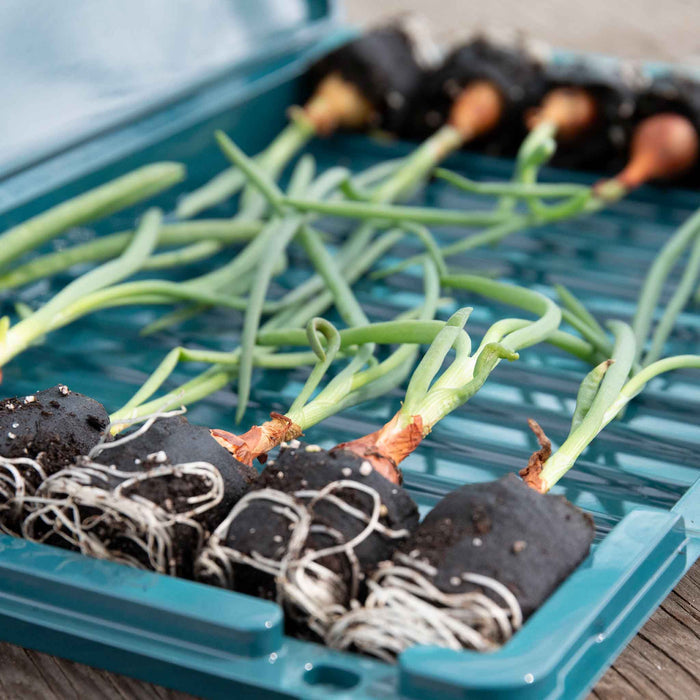 Autumn Planting Pre-Rooted Onion 'Red Baron'