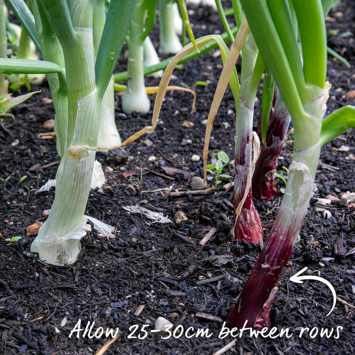 Healthy red onion plants growing in tidy rows in a raised garden bed.