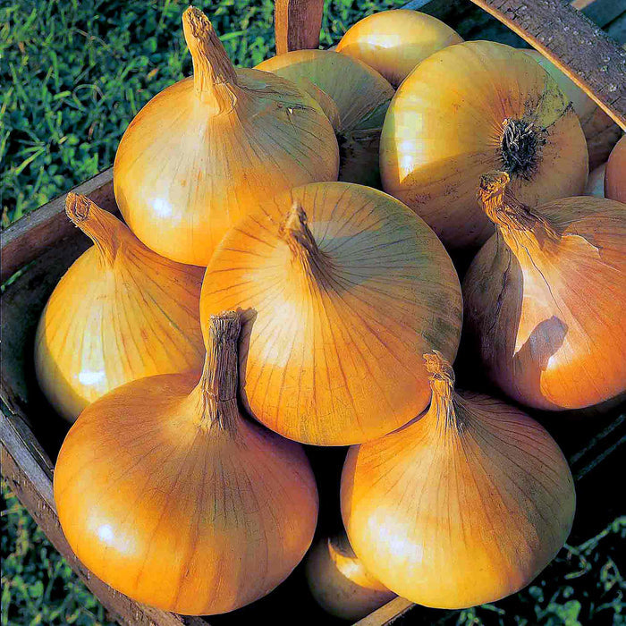 A trug of freshly harvested Senshyu Yellow onions with golden skins.