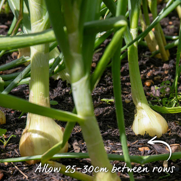 Autumn Planting Pre-Rooted Onion 'Senshyu Yellow'