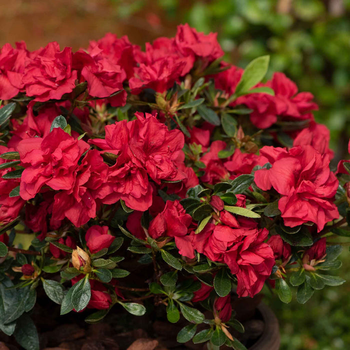Azalea 'Encore Autumn Fire'