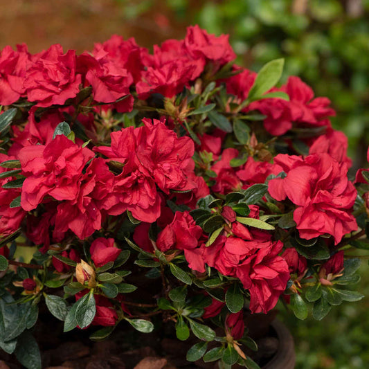 Azalea 'Encore Autumn Fire'