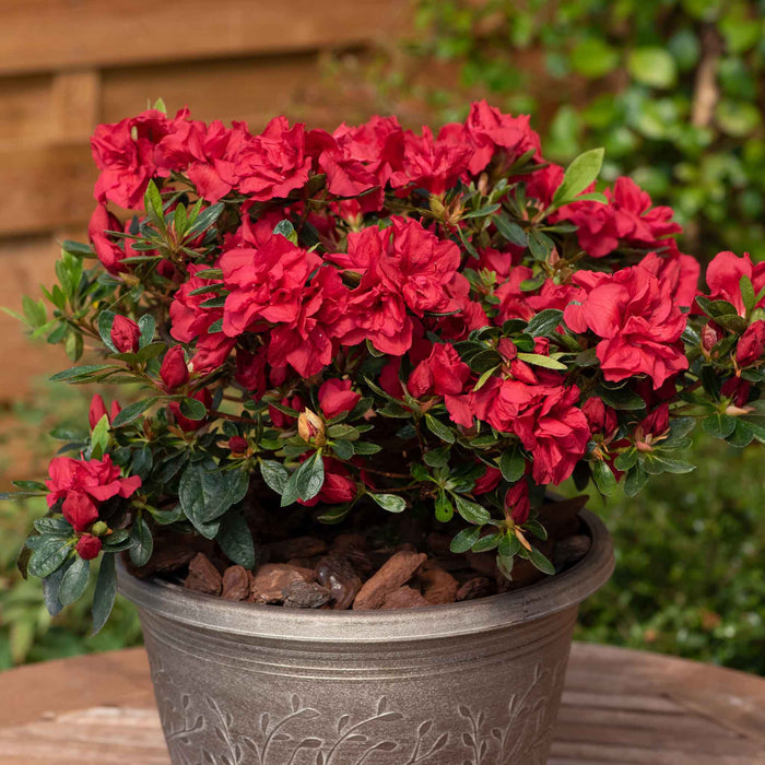 Azalea 'Encore Autumn Fire'