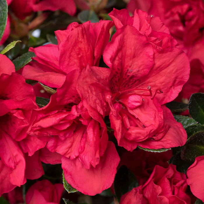 Azalea 'Encore Autumn Fire'