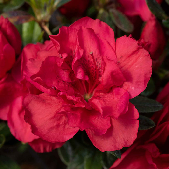 Azalea 'Encore Autumn Fire'