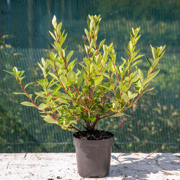 Azalea 'Encore Autumn Fire'
