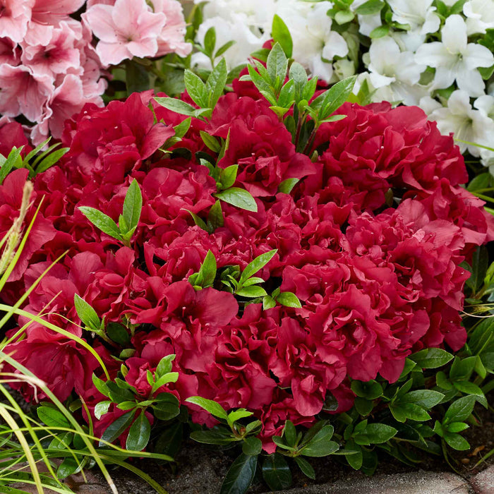 Azalea 'Encore Autumn Fire'