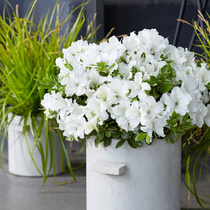 Azalea 'Encore Pure White'