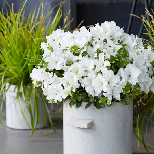 Azalea 'Encore Pure White'