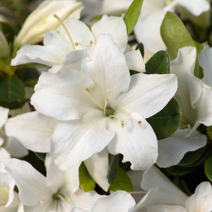 Azalea 'Encore Pure White'