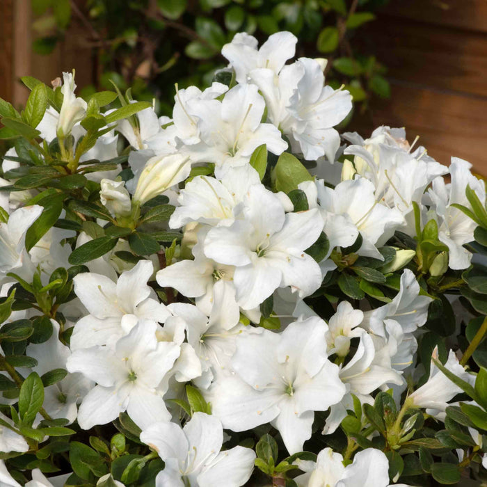 Azalea 'Encore Pure White'