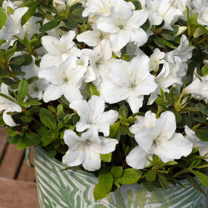 Azalea 'Encore Pure White'