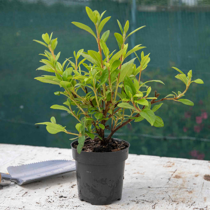 Azalea 'Encore Pure White'