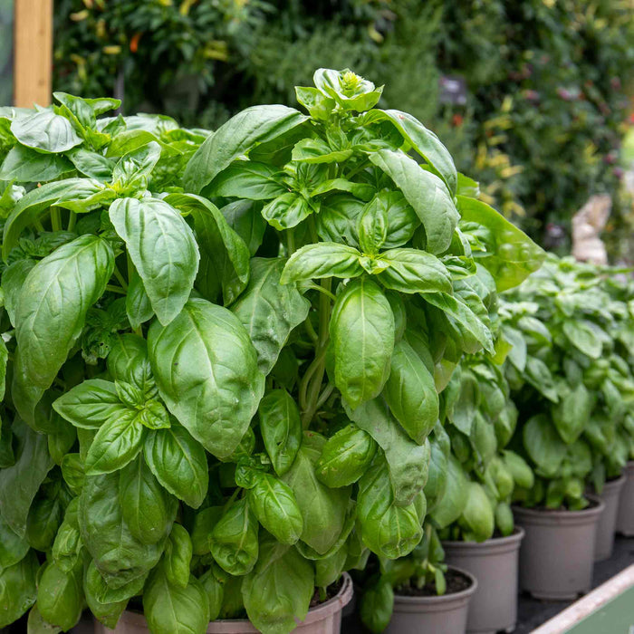 Basil Seeds 'Everleaf Emerald Towers'