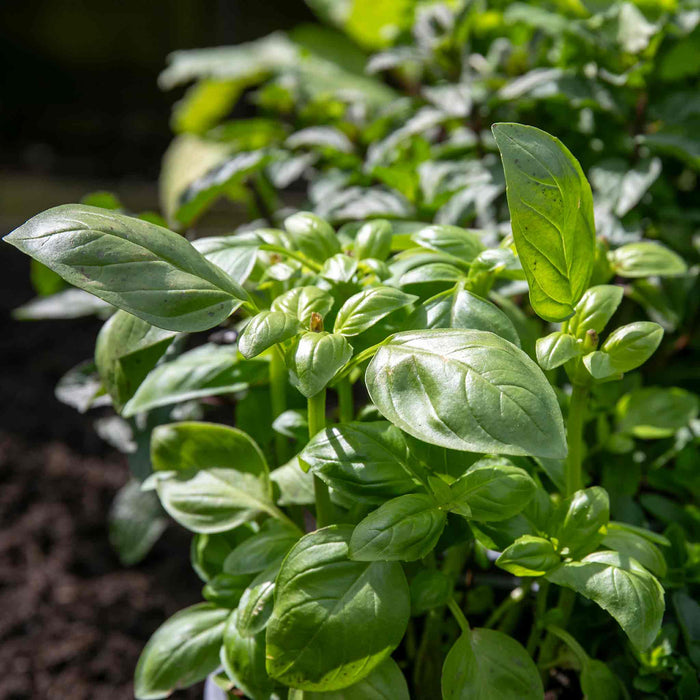 Basil 'Sweet Italian'
