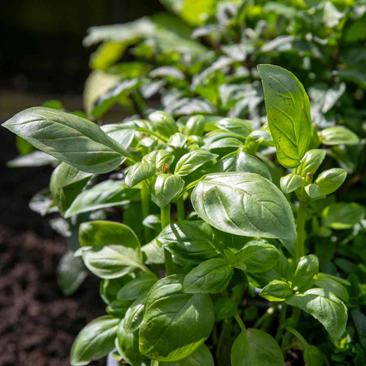 Basil 'Sweet Italian'