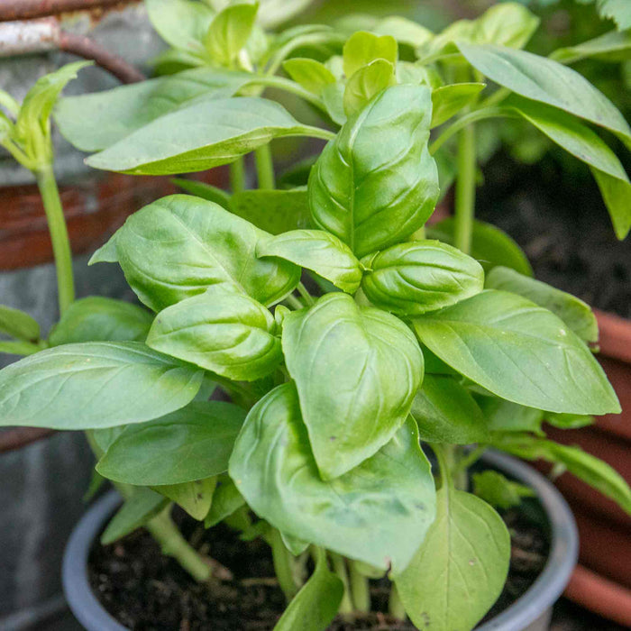 Basil 'Sweet Italian'