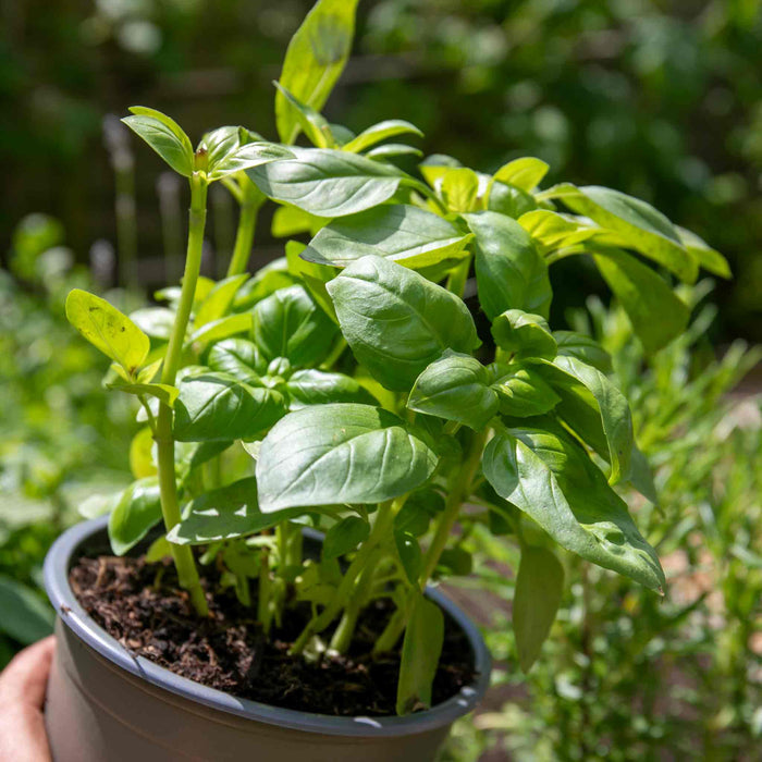 Basil 'Sweet Italian'