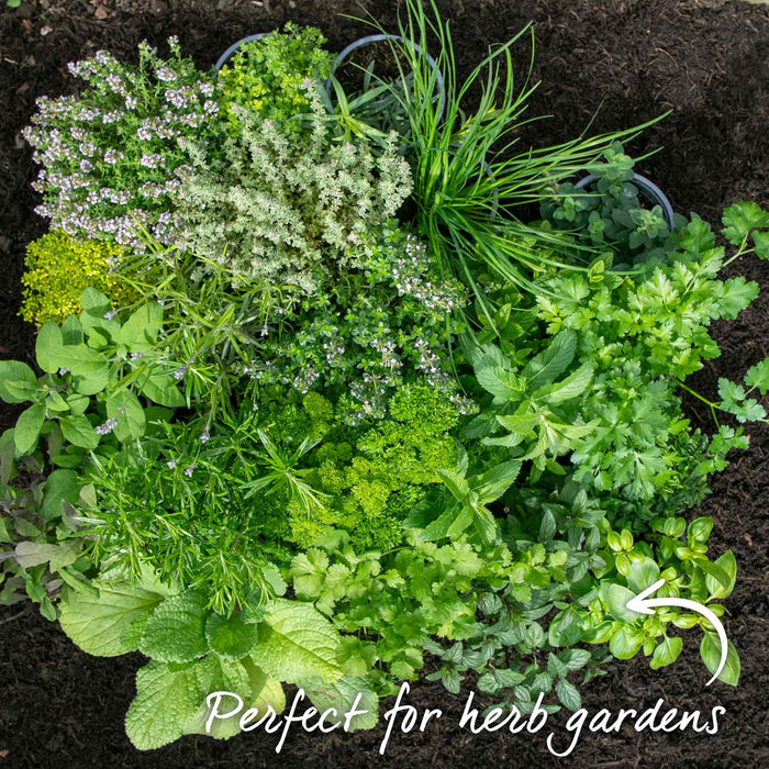 Basil 'Sweet Italian'