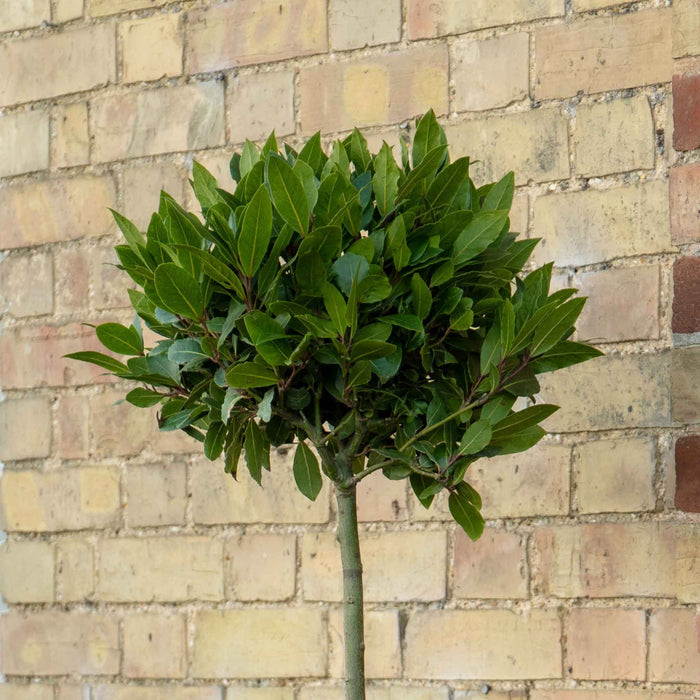 Bay Tree Standard 100cm Pair with Planter