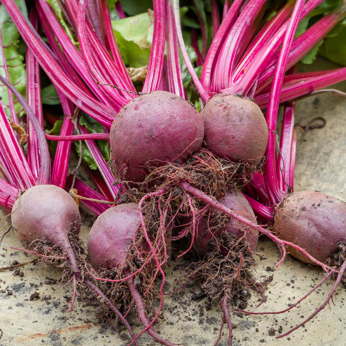 Beetroot 'Boltardy'