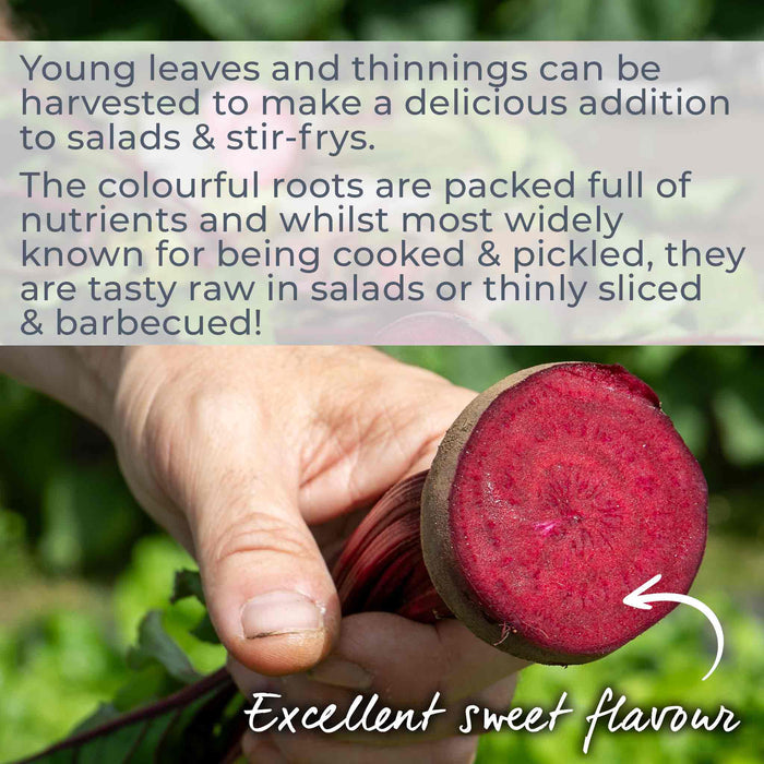 Hand holding a sliced beetroot with text about its uses and nutritional benefits highlighting its 'Excellent sweet flavour'.