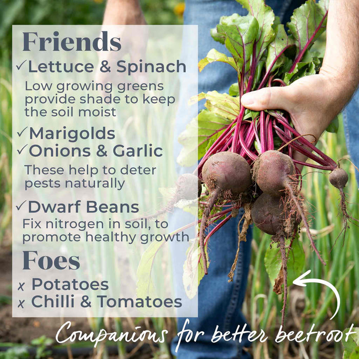 Hand holding freshly harvested beetroot with information about which plants are beneficial to help them grow -lettuce, spinach, marigolds, onions, garlic and dwarf beans work well and potatoes, chillis and tomatoes do not.