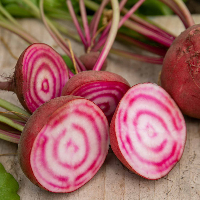 Beetroot 'Chioggia'