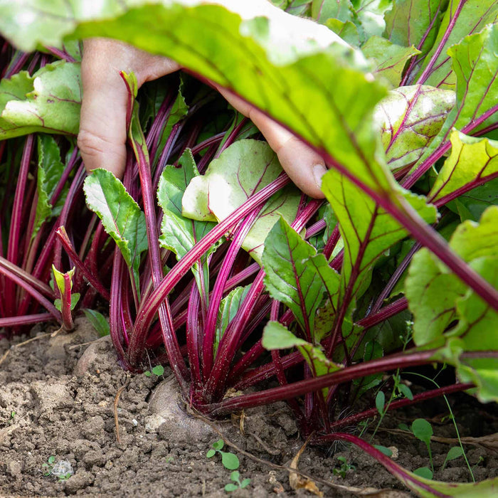 Beetroot 'Chioggia'
