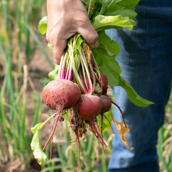 Beetroot 'Chioggia'