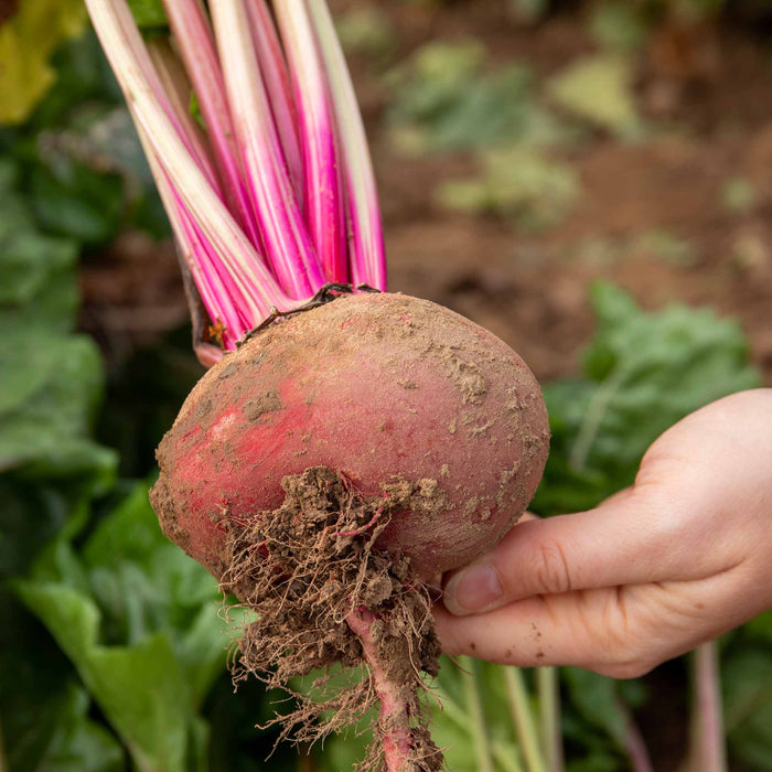 Beetroot 'Chioggia'