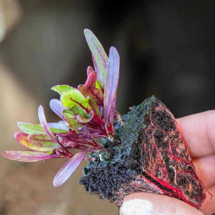 Beetroot 'Chioggia'