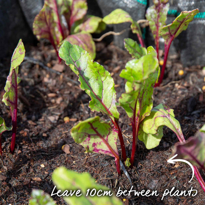 Beetroot seedling emerging from soil with text advice on planting - 'Leave 10cm between plants.