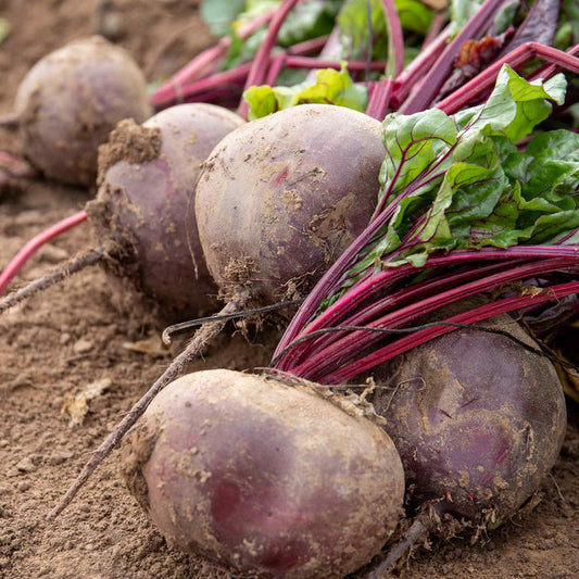 A group of freshly harvested beetroot with rich red colour and green leaves still attached, lying on soil.