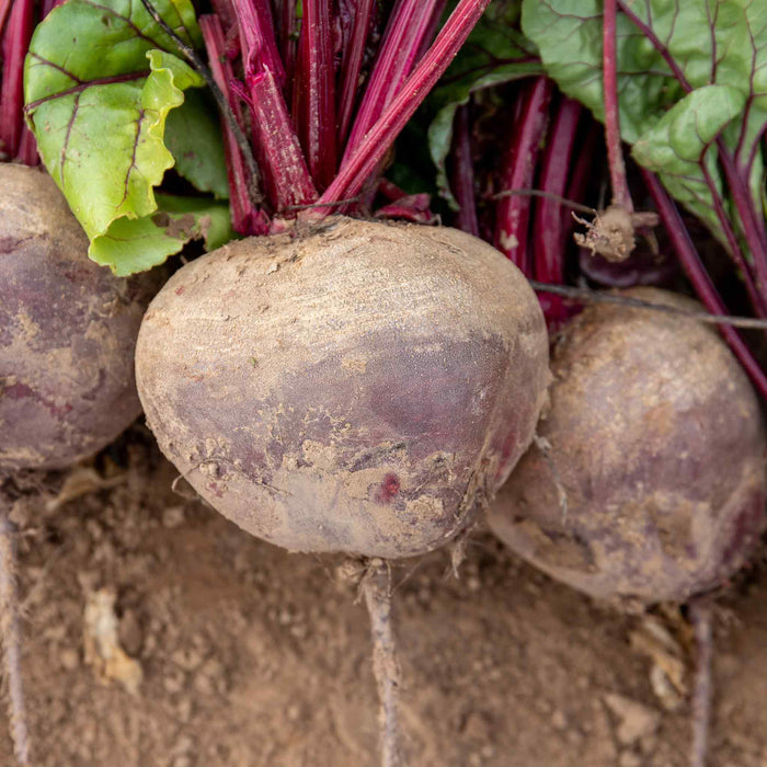 Beetroot 'Pablo'