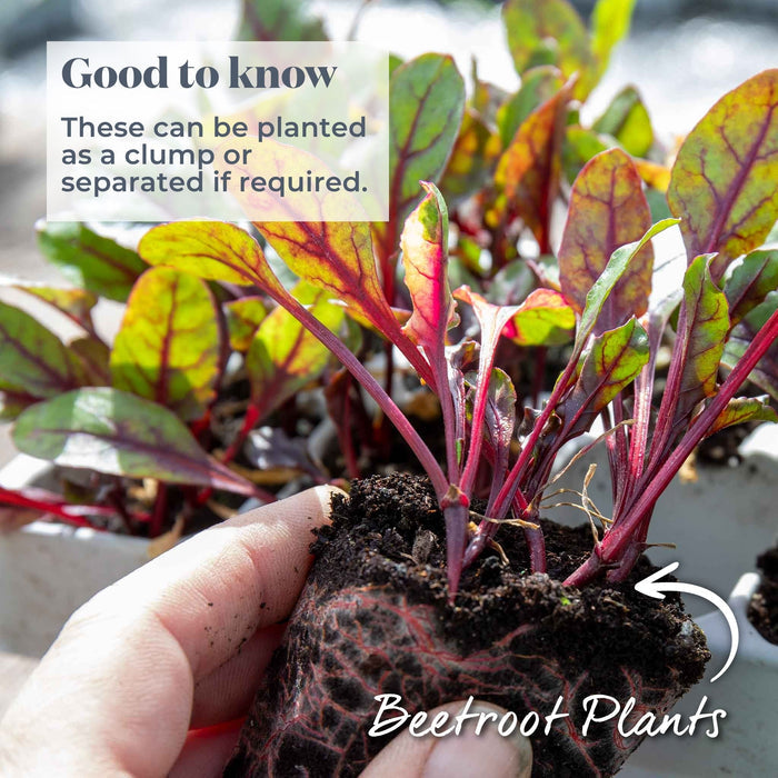 Beetroot 'Pablo'