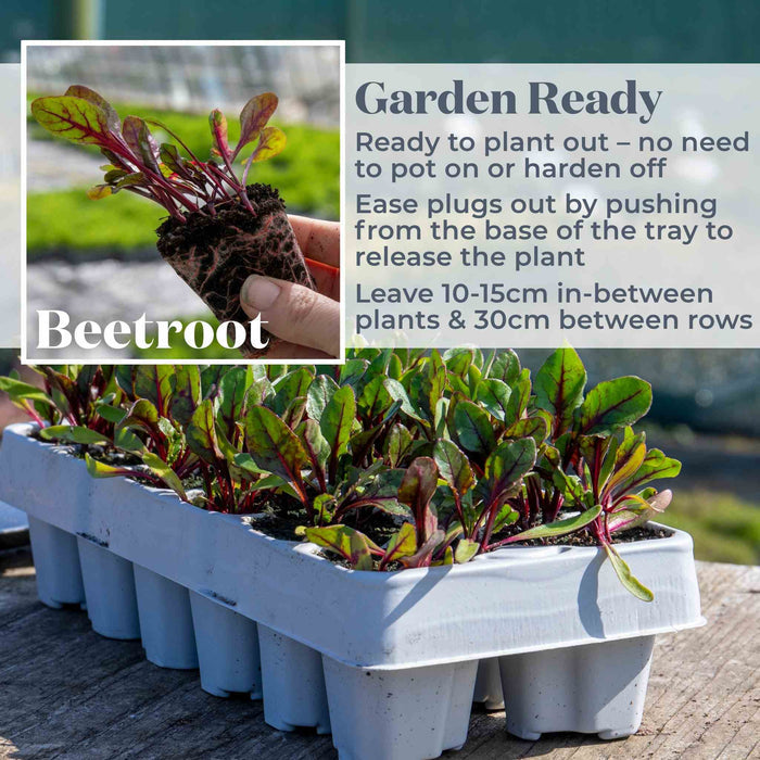 Beetroot 'Pablo'