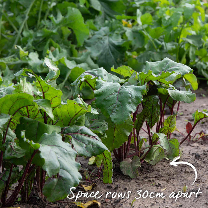Mature green leaved beetroot plants with red stems and veins growing in a row in the ground with text to indicate ideal spacing 'Space rows 30cm apart'.