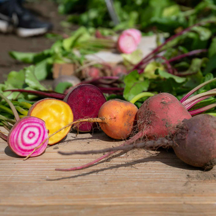Beetroot 'Quattro Gourmet Mix'