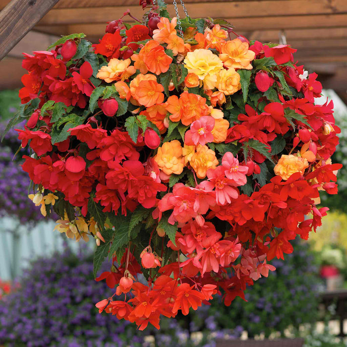 Begonia 'Illumination Tropical Shades'