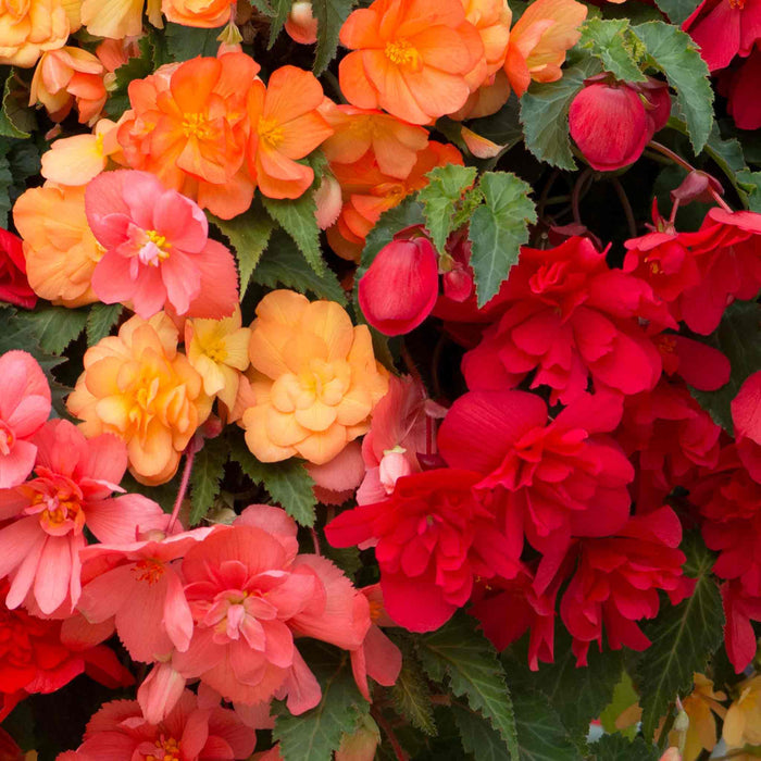 Begonia 'Illumination Tropical Shades'