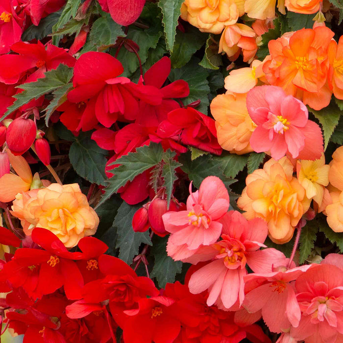 Begonia 'Illumination Tropical Shades'