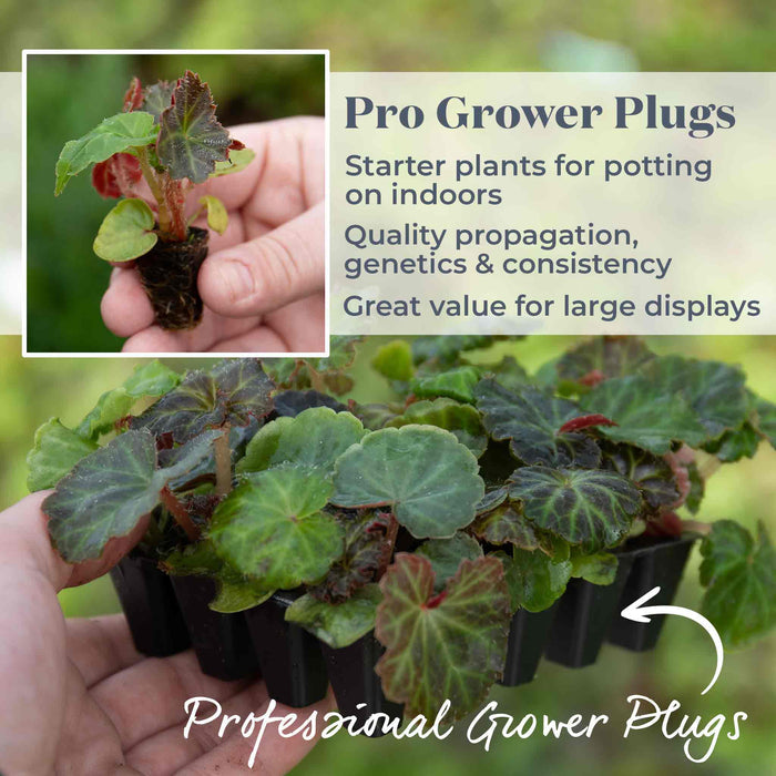 Begonia 'Illumination Tropical Shades'